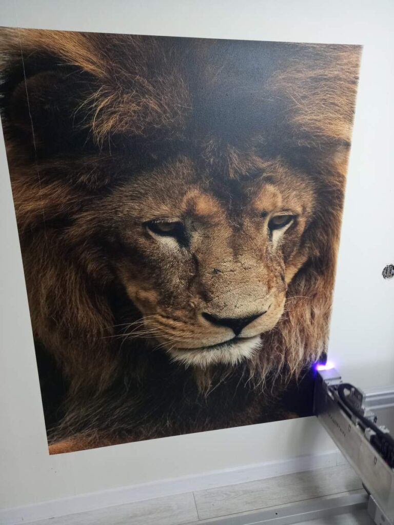 Imponujący lew jako wydruk na ścianie